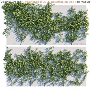 现代爬山虎 爬藤 藤蔓